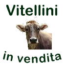 Vitellini in vendita